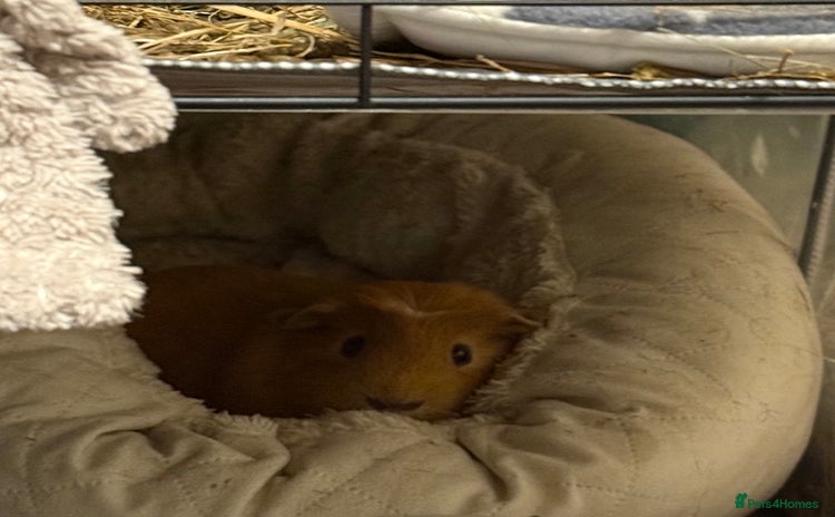 Guinea Pig rodents - Advert 6