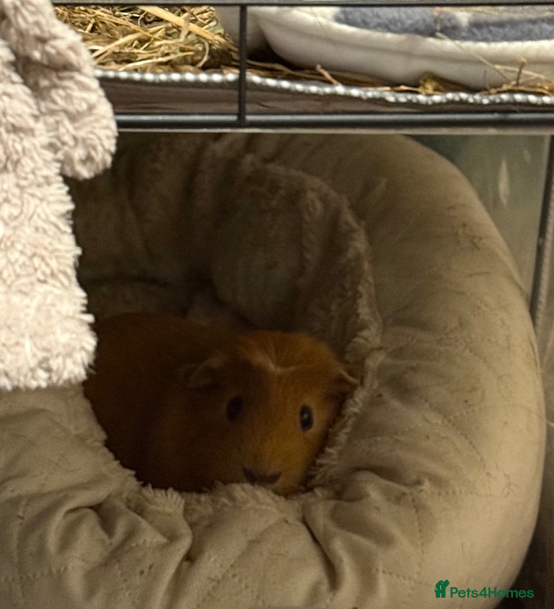 Guinea Pig rodents for sale: Male guinea pig  - Image 1