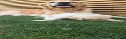 Golden Retriever dogs for sale: 5* Golden Retriver puppies - Advert 8