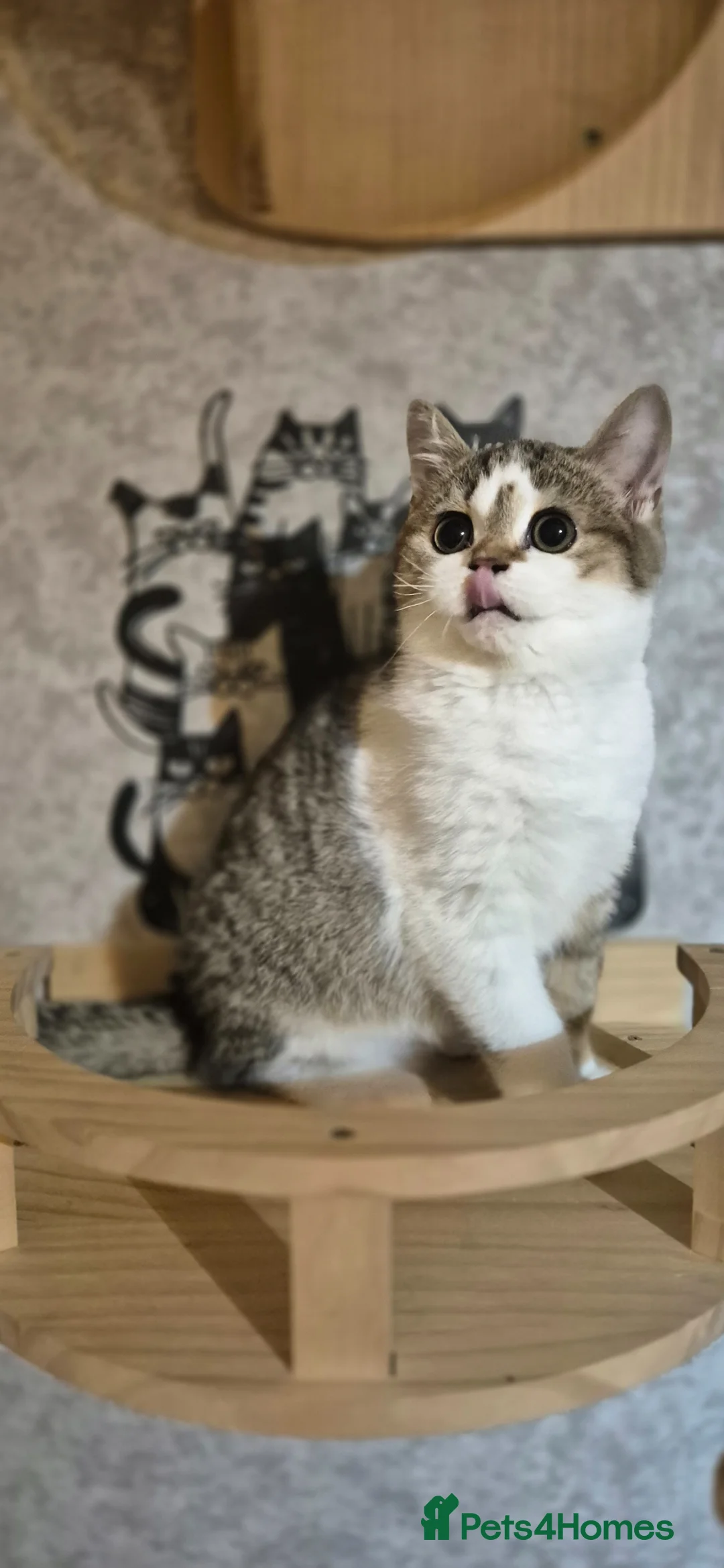 British Shorthair cats for sale: Very qute TICA reg. British Shorthair kittens  - Advert 40