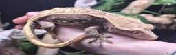 Gecko reptiles for sale: Beautiful Female Crested Gecko with full set up 🌿 - Advert 5