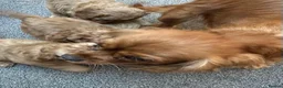 Cavapoo dogs for sale: F1 Cavapoos - Advert 11