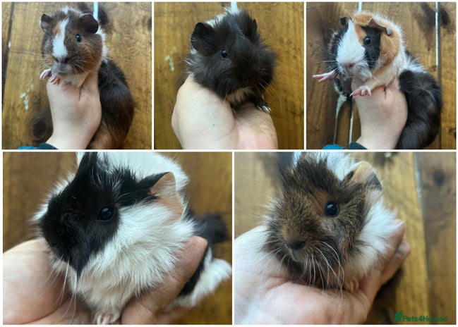 Guinea Pig rodents Baby Male Guinea pigs - Advert 1