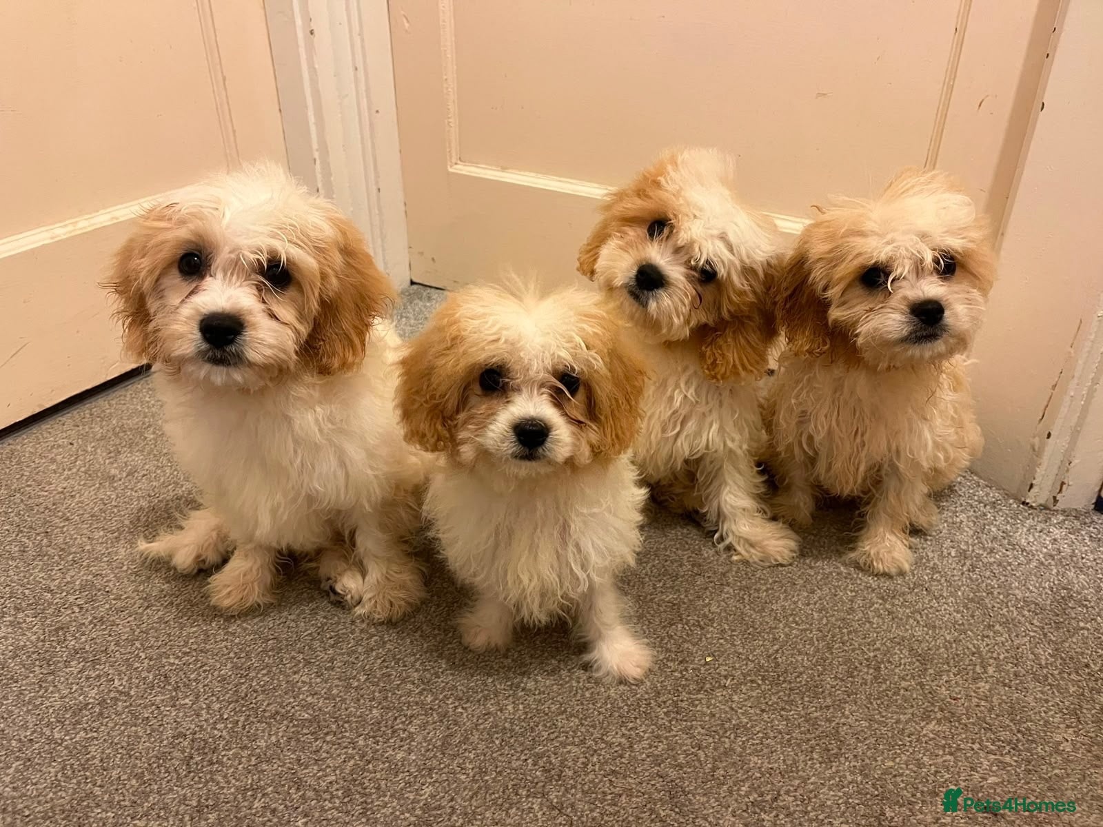 Cavachon dogs Beautiful Cavachon *REDUCED*READY NOW 🐾❤️ - Advert 1