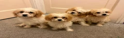 Cavachon dogs for sale: 🐾💕 LAST 2 GIRLS REMAINING! 💕🐾 REDUCED - Advert 1