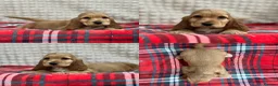 Cocker Spaniel dogs for sale: STUNNING COCKER SPANIEL PUPPIES  - Advert 20