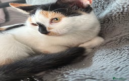 British Shorthair cats for sale: 2 female british shorthair/calico kittens  - Image 6