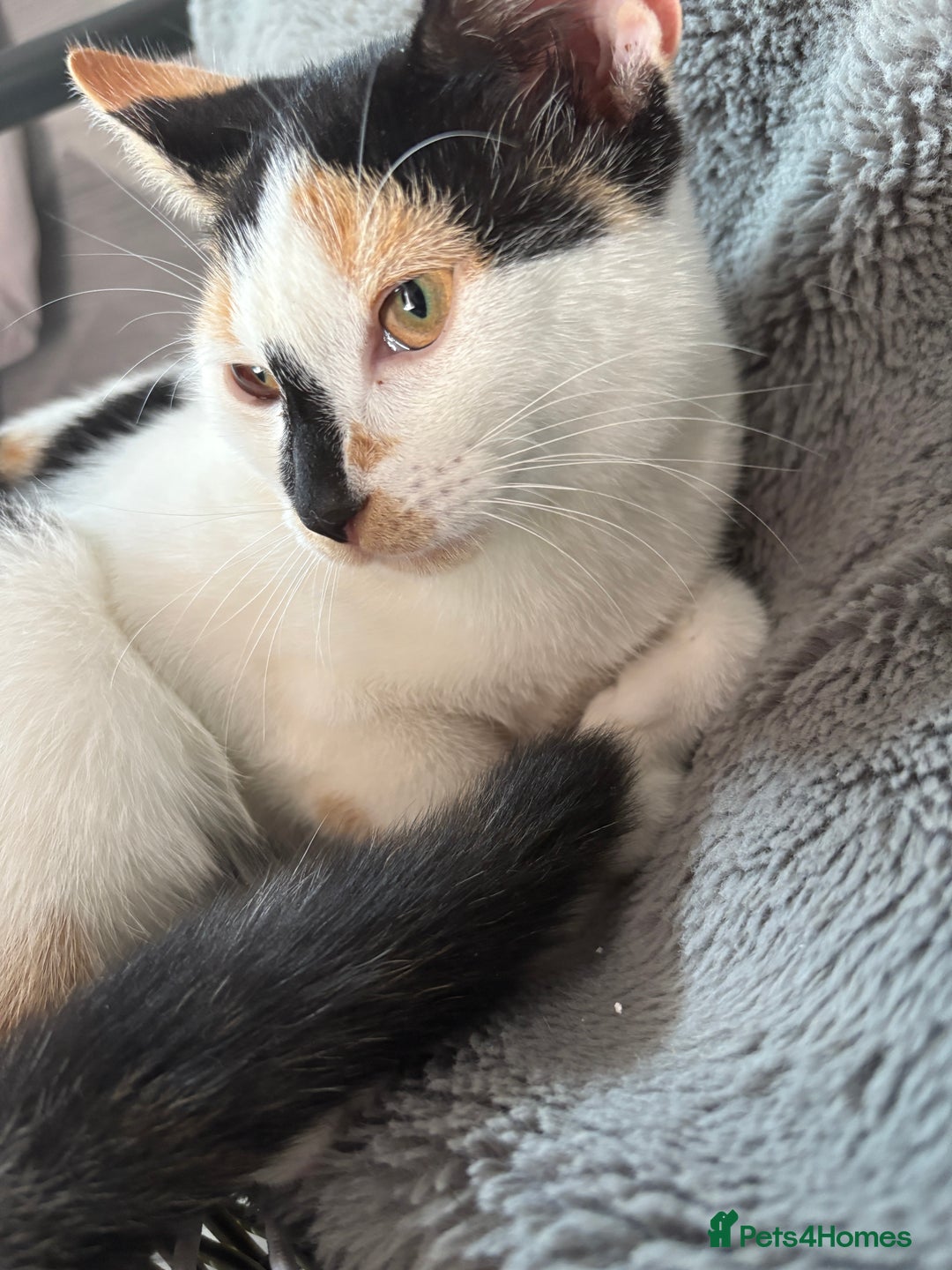 British Shorthair cats for sale: 2 female british shorthair/calico kittens  - Image 6
