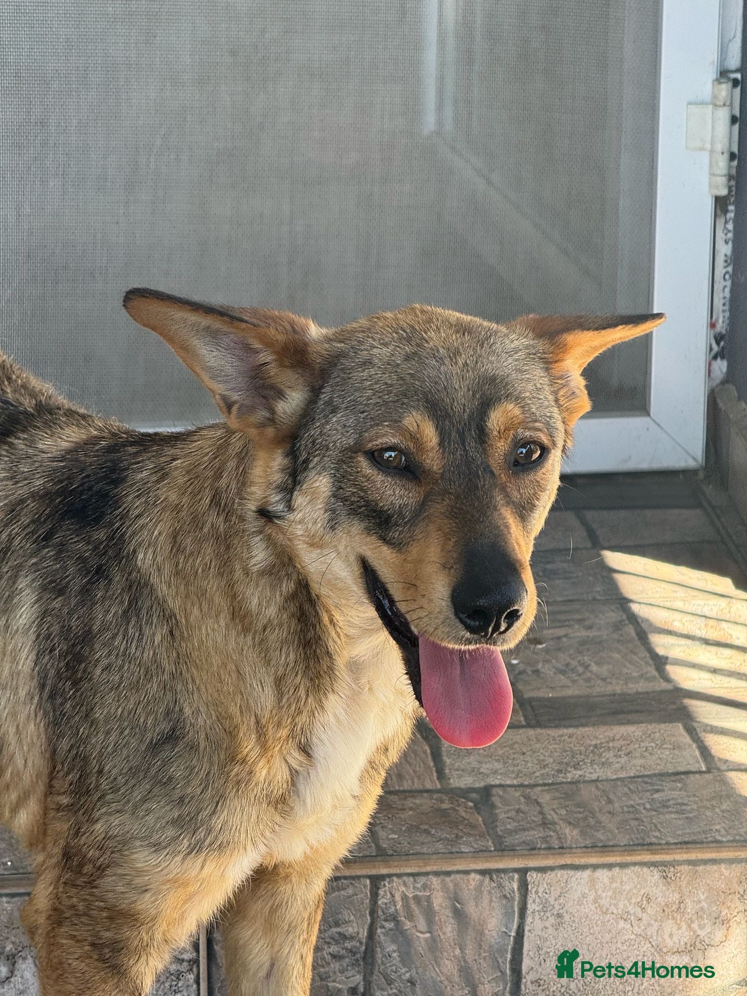 Mixed Breed dogs Cute Bella looking for LOVE - Advert 1