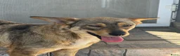 Mixed Breed dogs for adoption: Cute Bella looking for LOVE - Advert 1