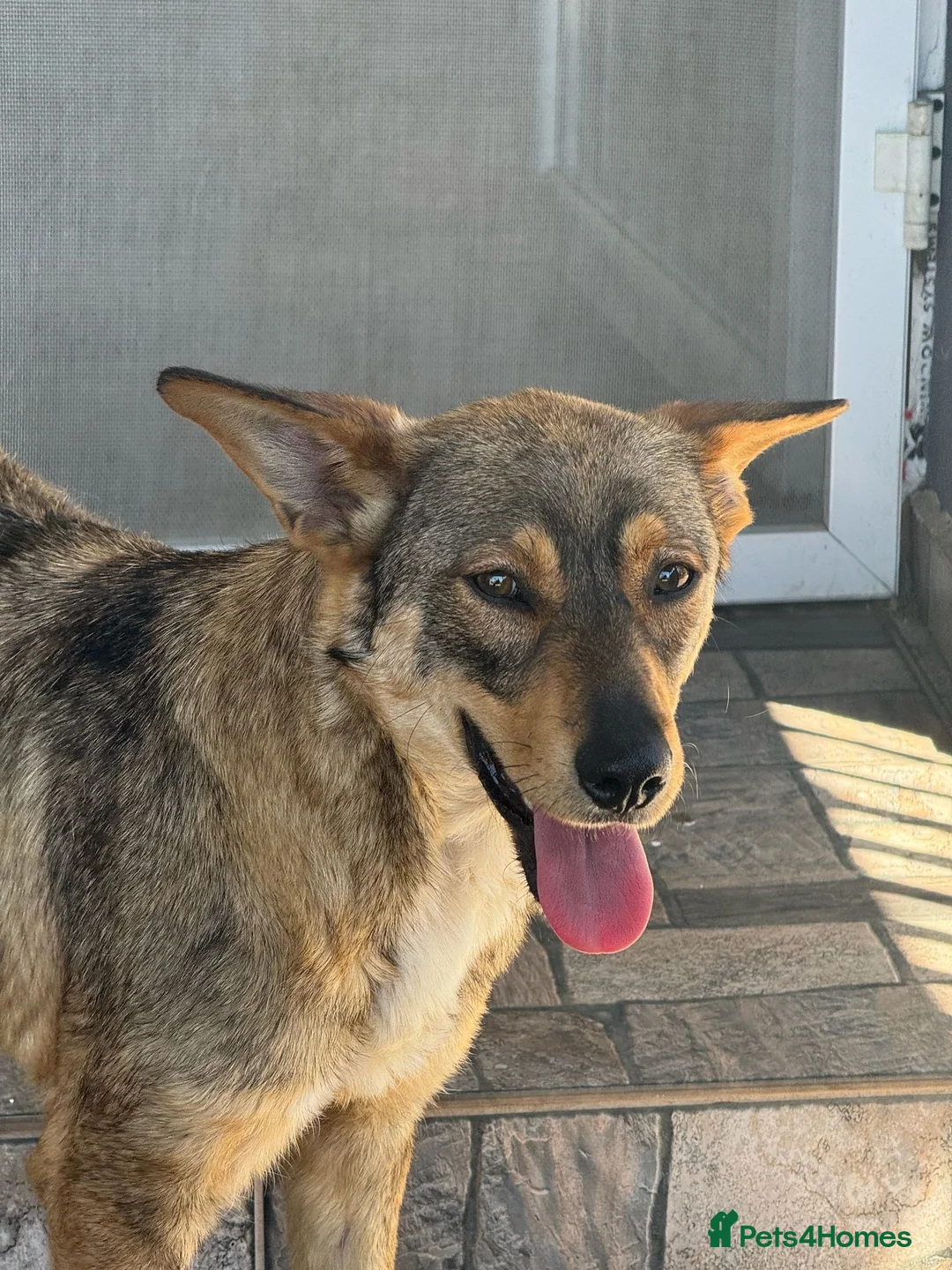 Mixed Breed dogs for adoption: Cute Bella looking for LOVE - Advert 1