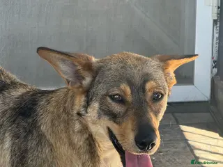 Mixed Breed dogs Cute Bella looking for LOVE - Advert 6