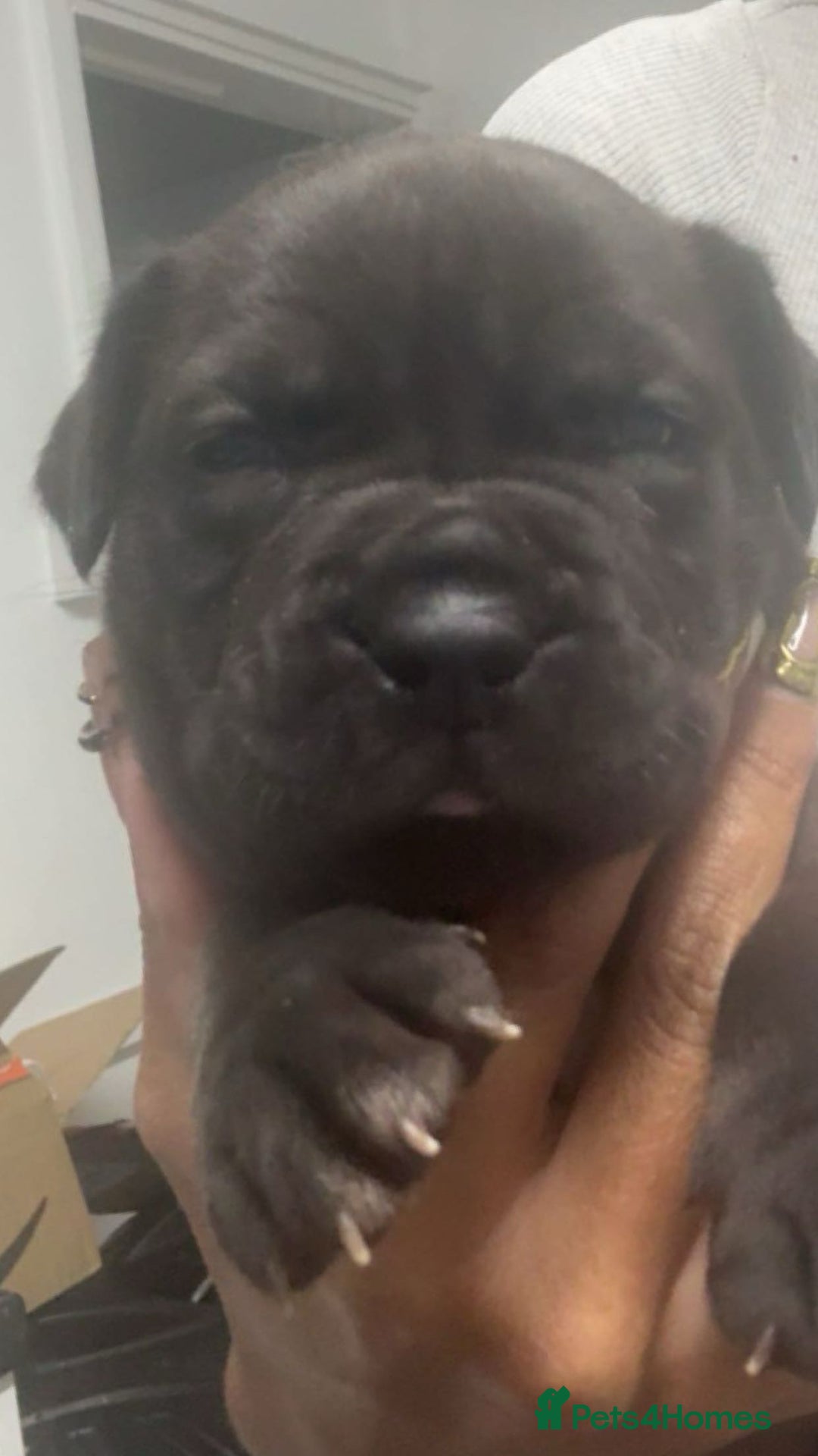 Mixed Breed dogs for sale: 2 dogue de Bordeaux x cane corso puppies - Advert 5