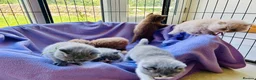 British Shorthair cats for sale: GCCF Registered BSH/BLH Kittens - Advert 33