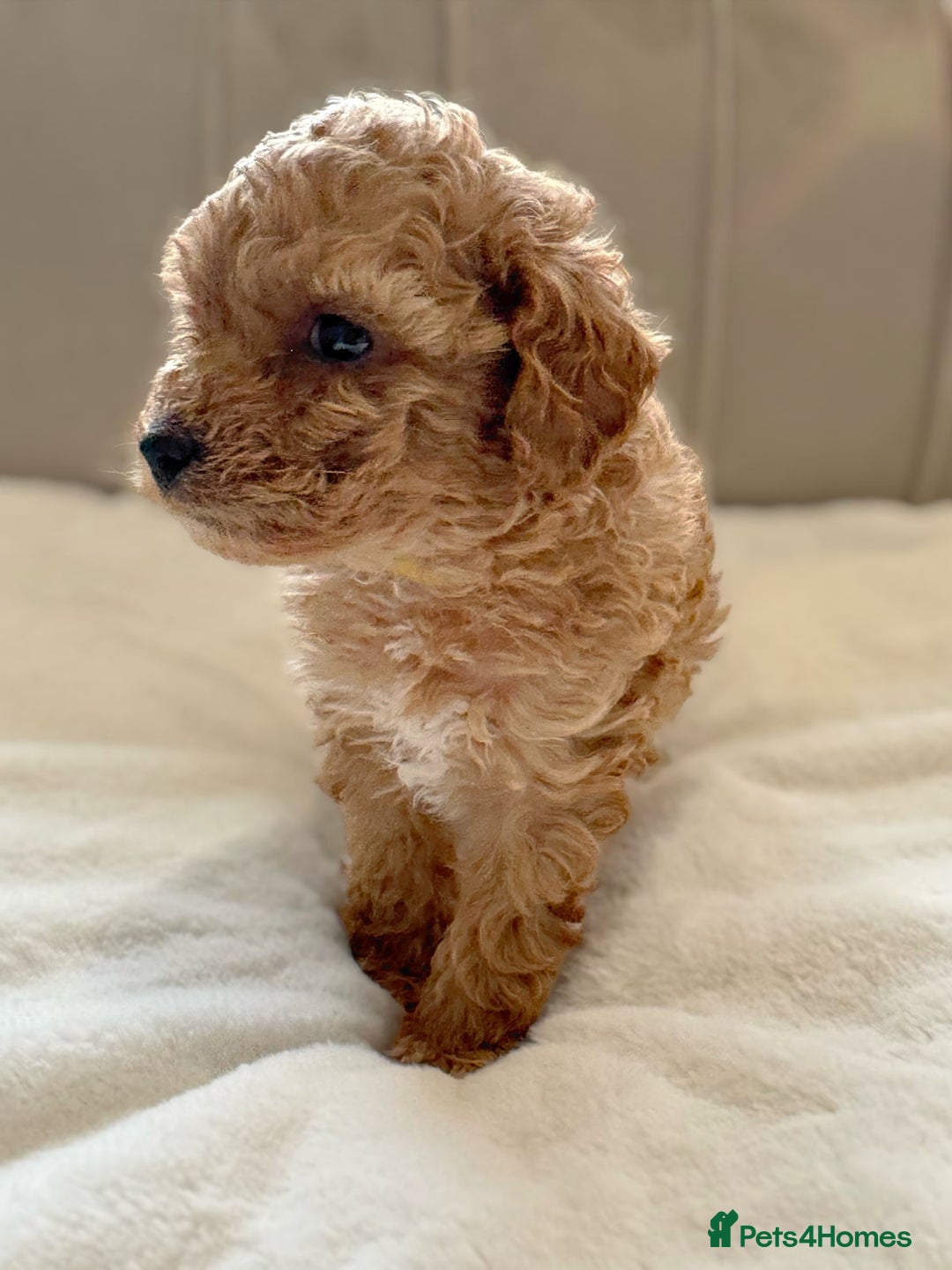 Cavapoochon dogs for sale: Premium Quality Teddy Toy Cavapoochons F1B - Advert 8