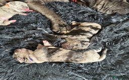 Cane Corso dogs for sale: Proudly presenting - Image 6