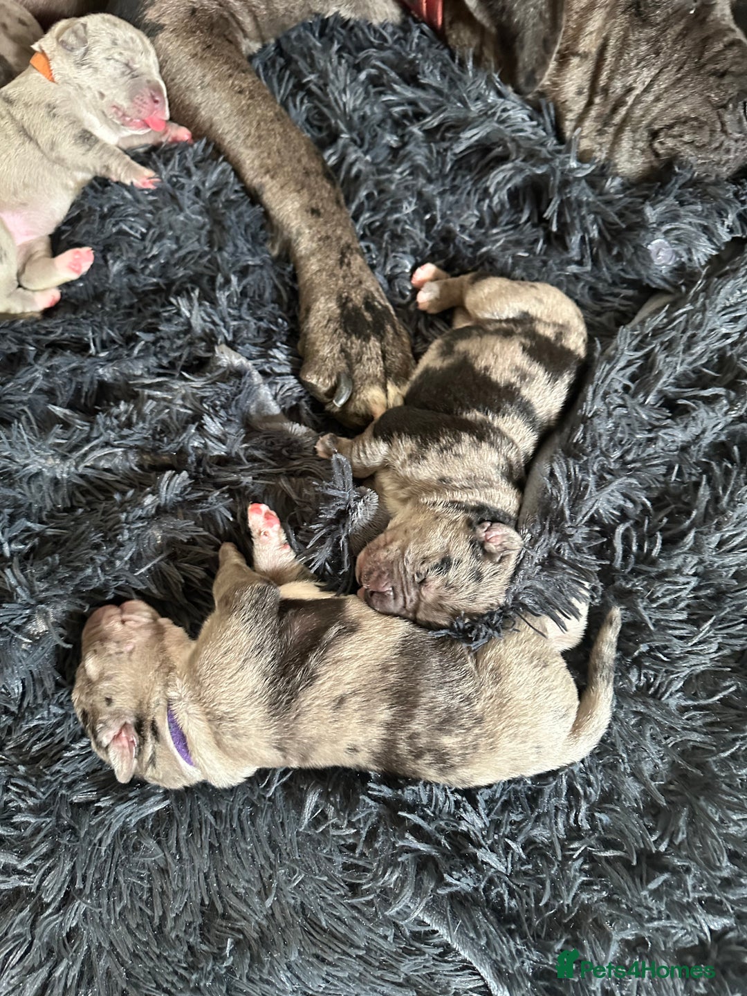 Cane Corso dogs for sale: Proudly presenting - Image 6