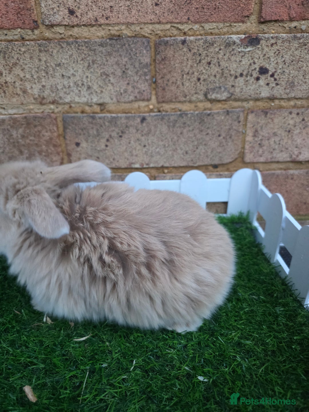 French Lop rabbits for sale: Pure bred French lops - Advert 21