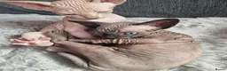 Sphynx cats for sale: Sphynx kitteens in Dewsbury - Advert 6