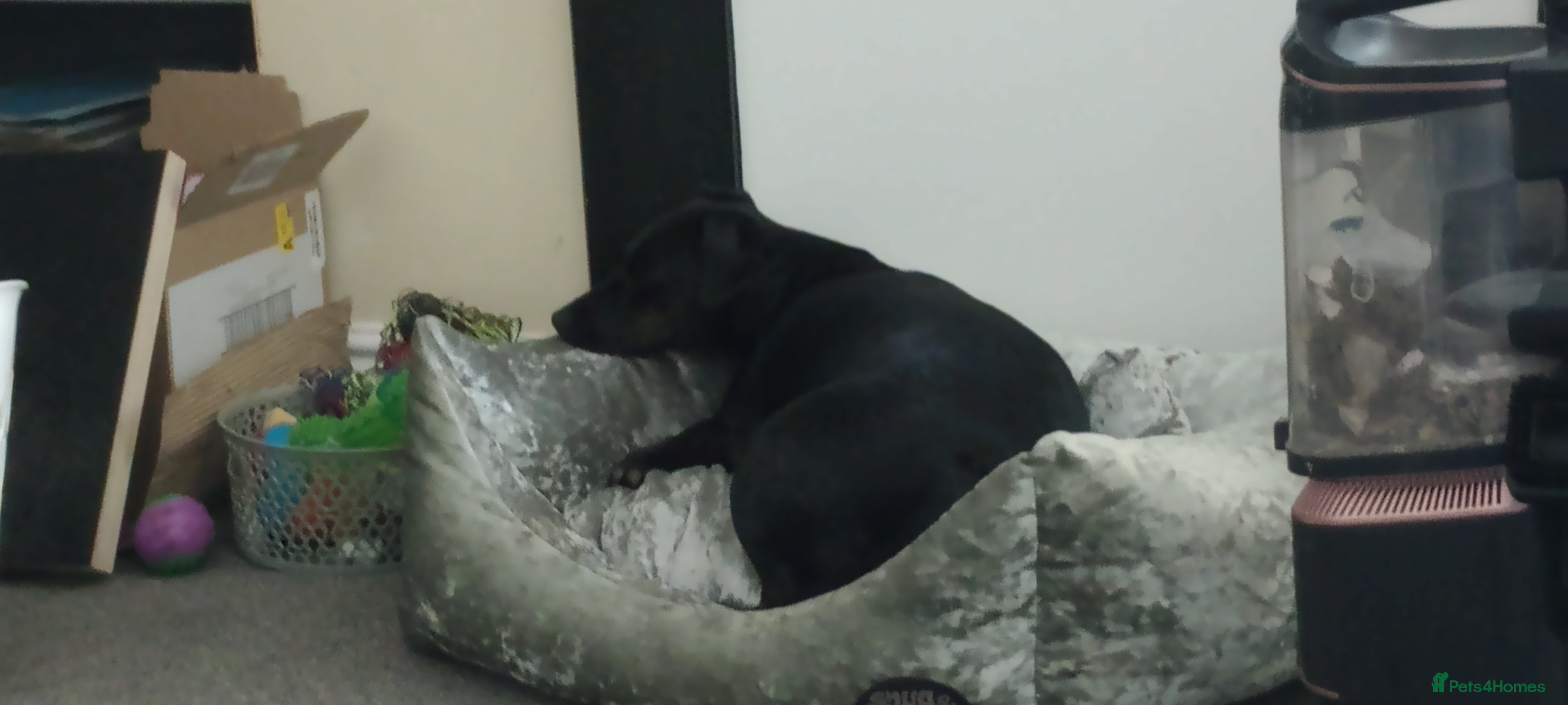 Mixed Breed dogs Needing a new home  - Advert 1