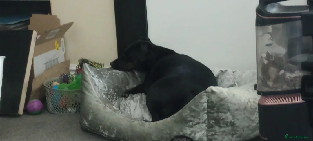 Mixed Breed dogs for sale: Needing a new home  - Advert 2