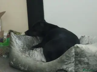 Mixed Breed dogs Needing a new home - Advert 1