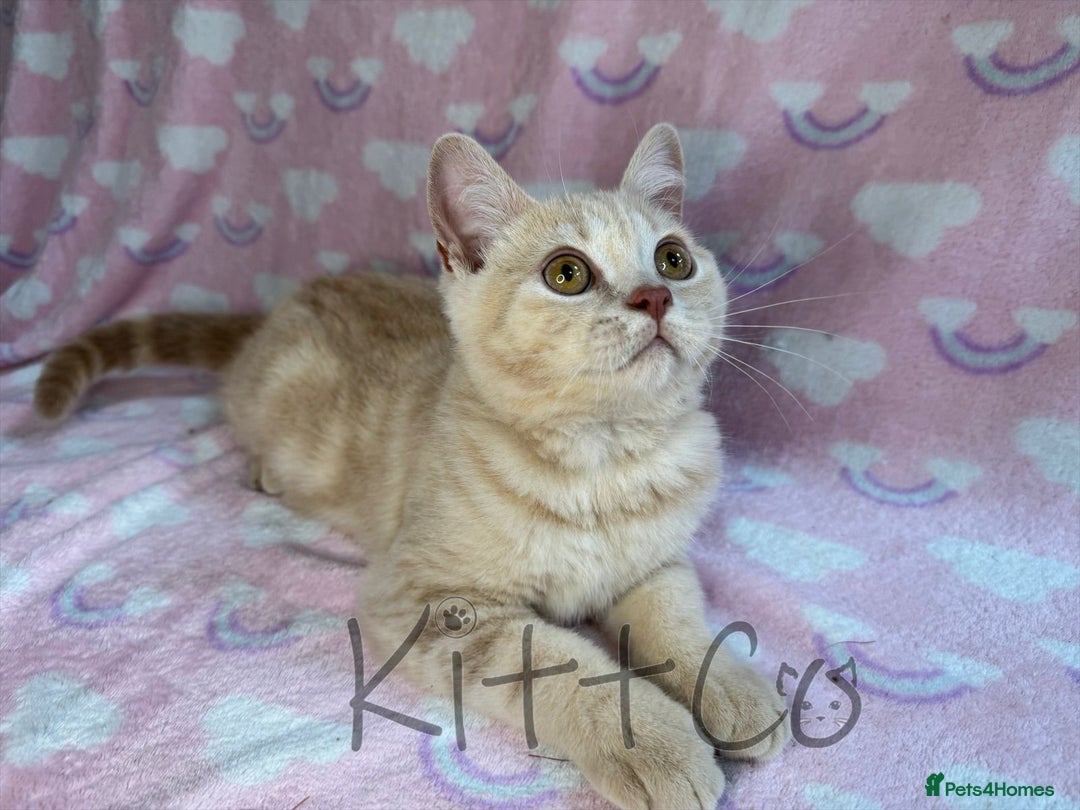 British Shorthair cats for sale: LAST 2 GCCF BSH Kittens – Ready NOW!! in Slough - Image 14
