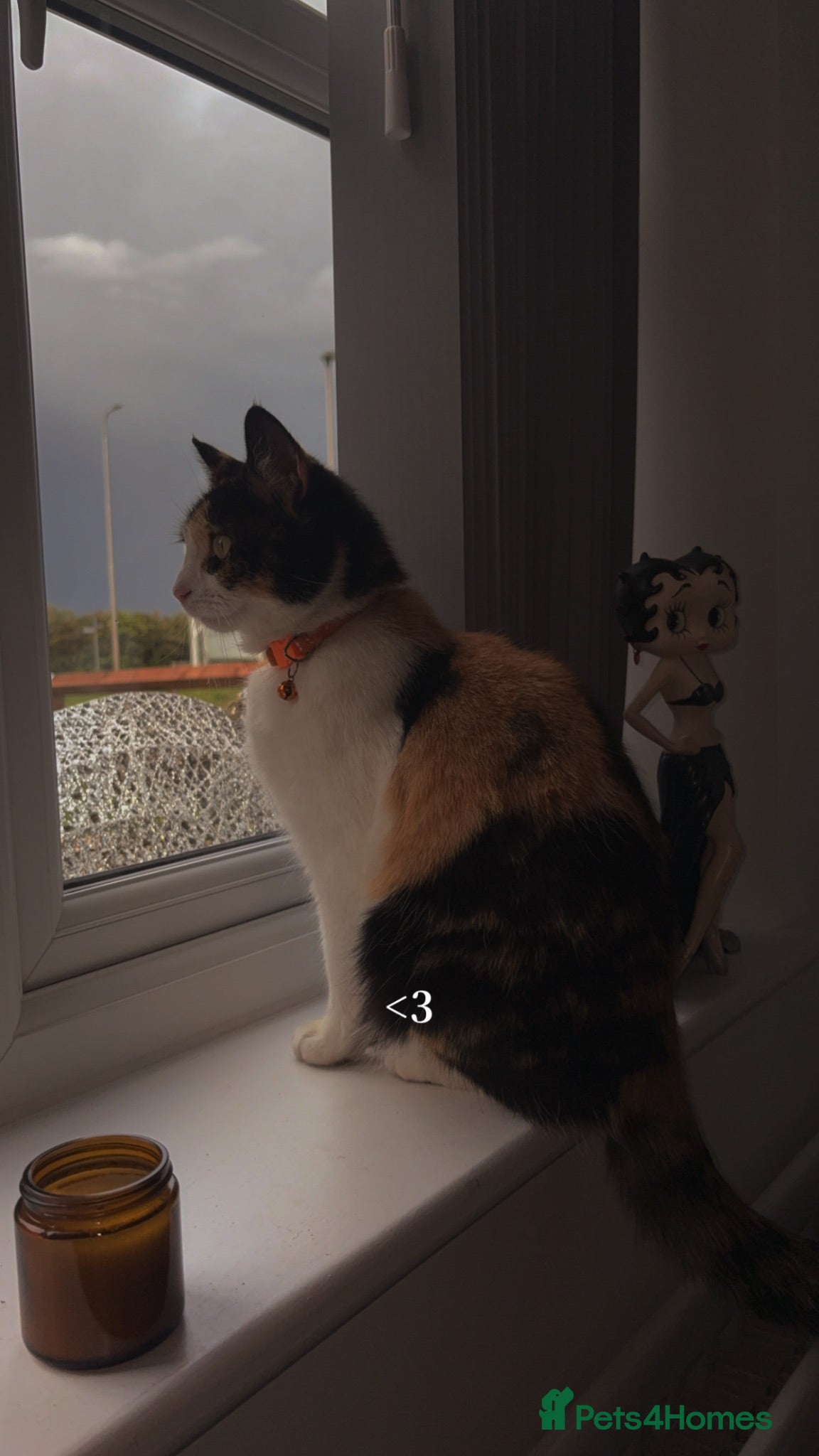 Mixed Breed cats Lovely Family Cat - Advert 1