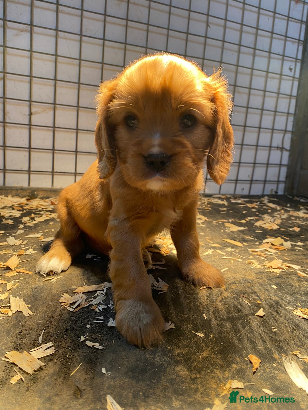 Cavalier King Charles Spaniel dogs for sale: 🐶🐶 Beautiful Cavalier King Charles Spaniel pupps - Advert 20