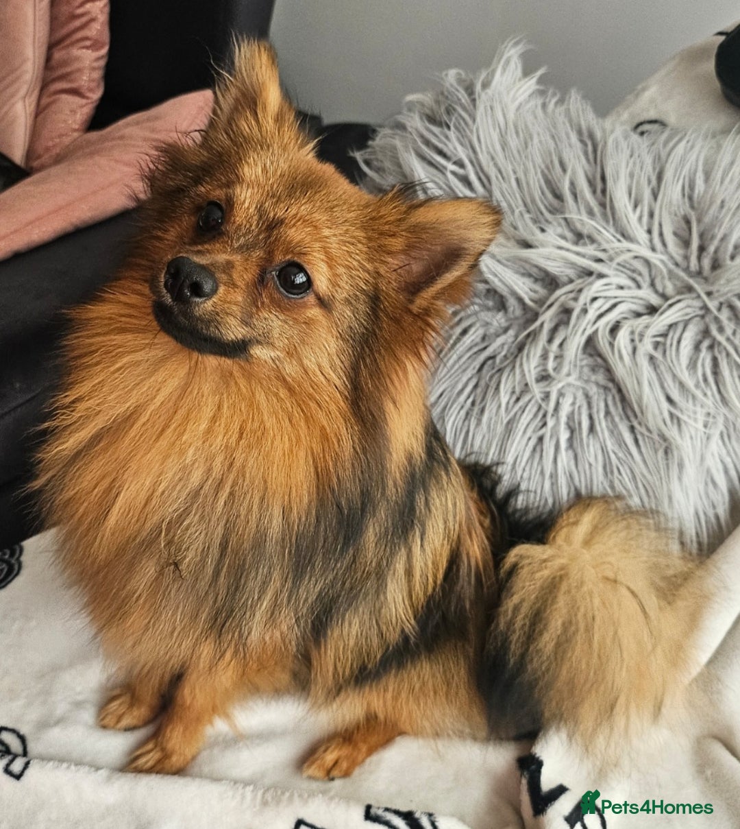 Pomeranian dogs for sale: Prince - Advert 1