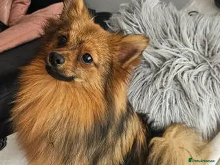 Pomeranian dogs Prince - Advert 9