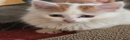 Mixed Breed cats for sale: Ron little ginger white male  in Telford - Advert 6