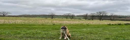 Akita dogs for sale: Bear headed American akita in Swindon - Advert 1