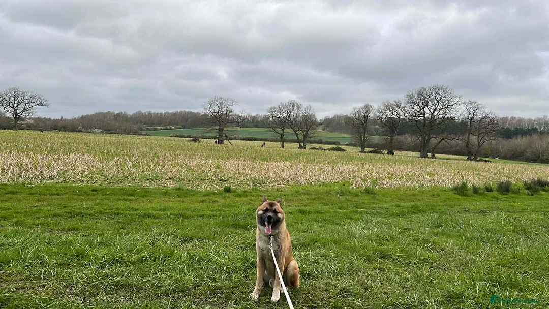 Akita dogs for sale: Bear headed American akita in Swindon - Advert 1