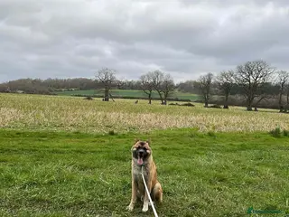 Akita dogs Bear headed American akita - Advert 1