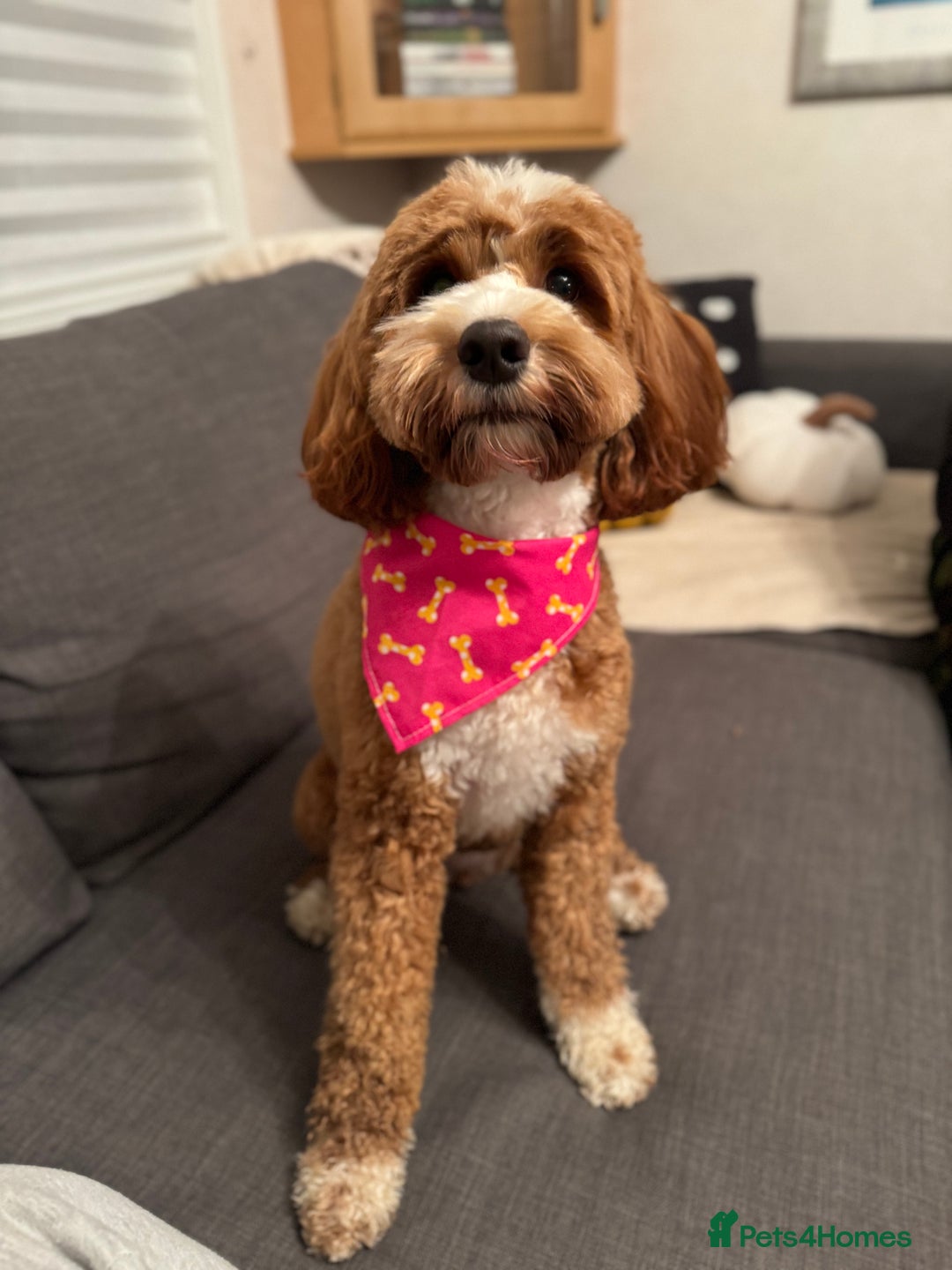 Australian Labradoodle dogs for sale: Pure Multigen Australian Labradoodle Puppies - Image 33