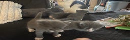 Mixed Breed cats for sale: 4 grey kittens - Advert 14