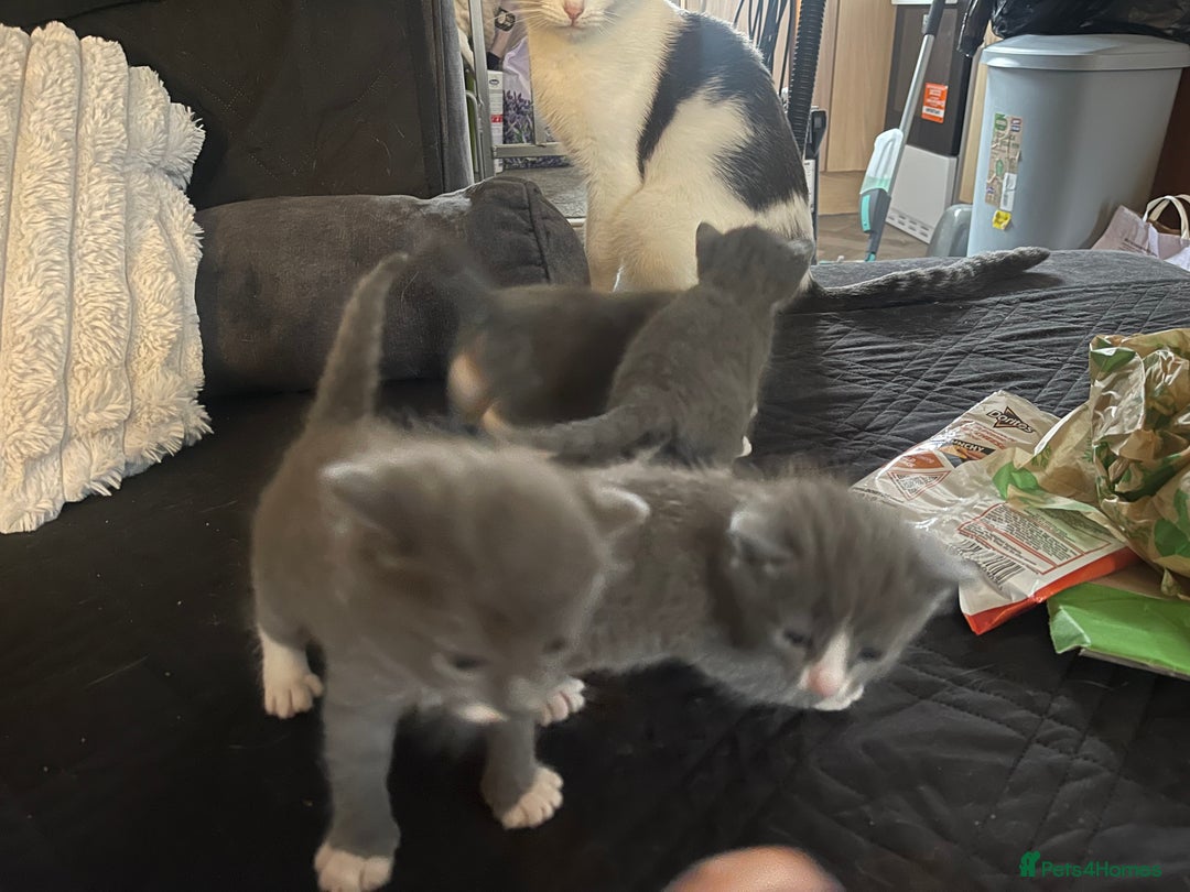 Mixed Breed cats for sale: 4 grey kittens - Advert 14