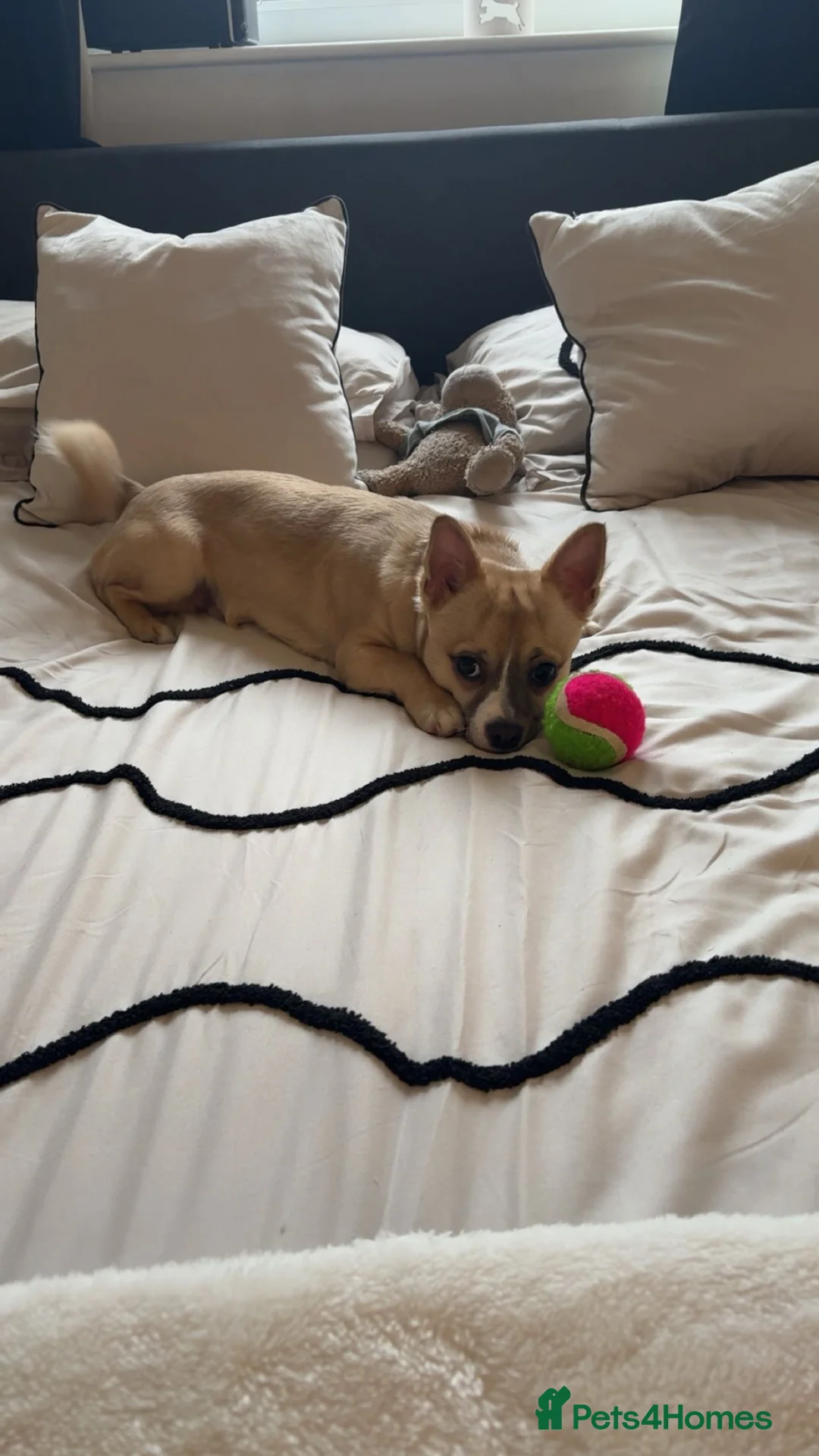 Jack Chi dogs for sale: albie  - Advert 2