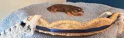 Cocker Spaniel dogs for sale: Outstanding KC registered Cocker Spaniel Puppies  - Advert 2