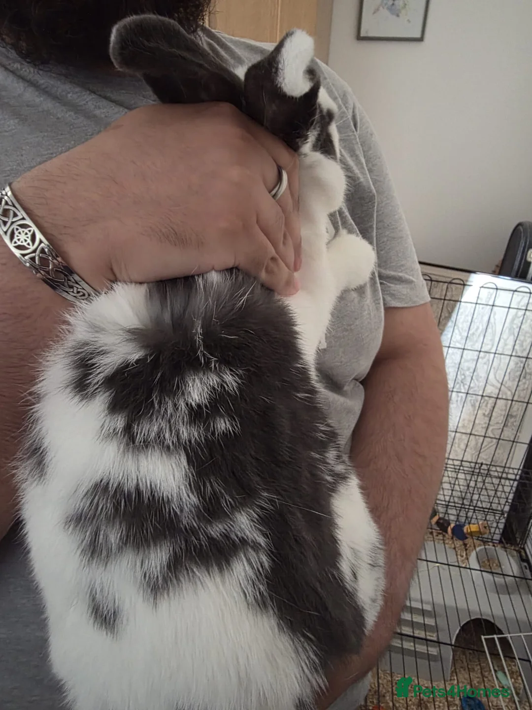 Mixed Breed rabbits for sale: Rabbit for rehoming in Ipswich - Advert 6