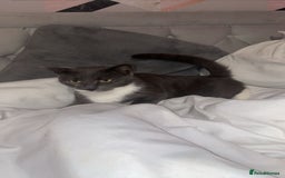 Bengal cats for sale: mittens  - Image 2