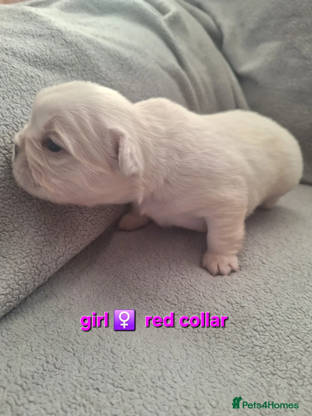 French Bulldog dogs for sale: Fluffy French Bulldog Puppies - Advert 5