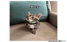 Mixed Breed cats for sale: 6 kittens  - Image 1