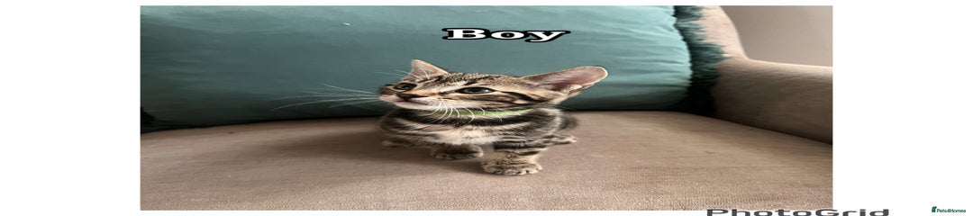 Mixed Breed Kitten 1