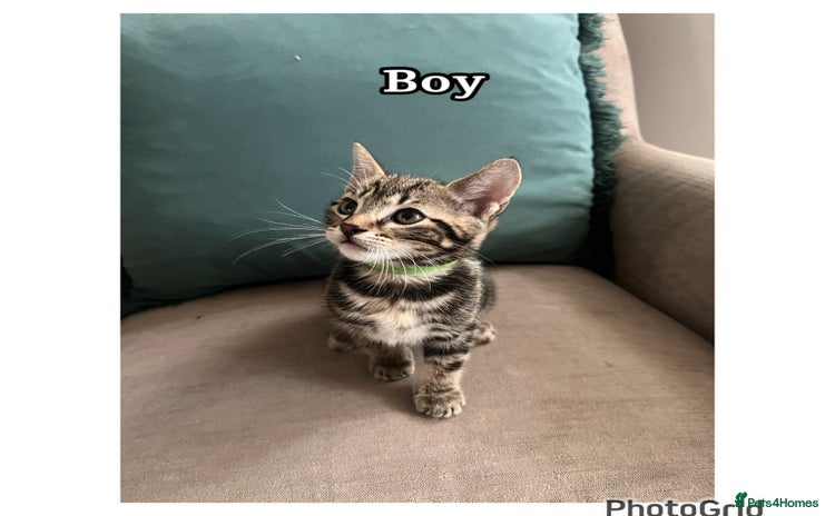 Mixed Breed cats - Advert 1