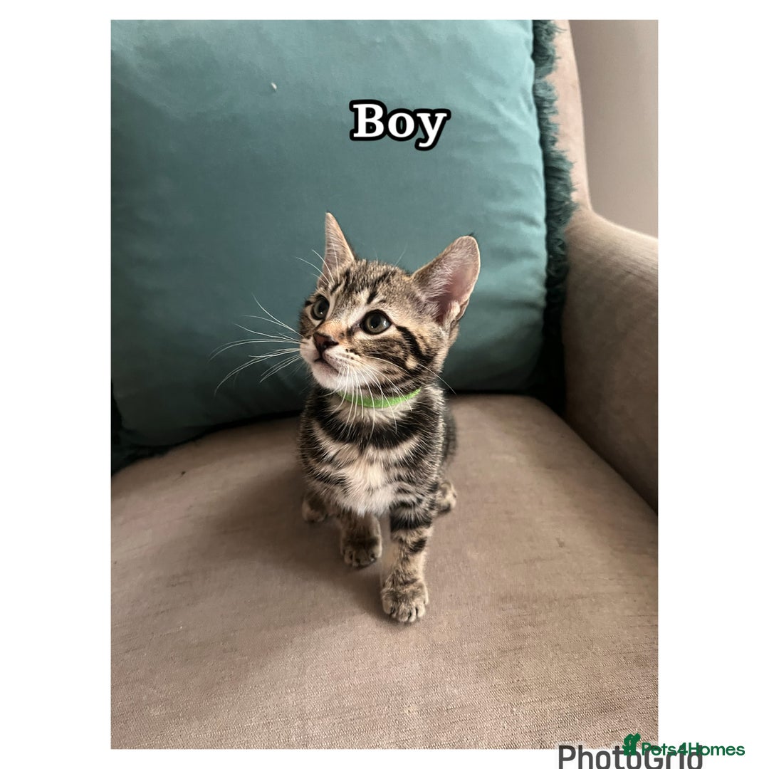 Mixed Breed cats for sale: 6 kittens  - Image 1