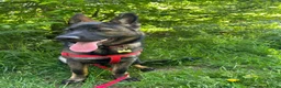 German Shepherd dogs for sale: Queenie 2 year old GS - Advert 3