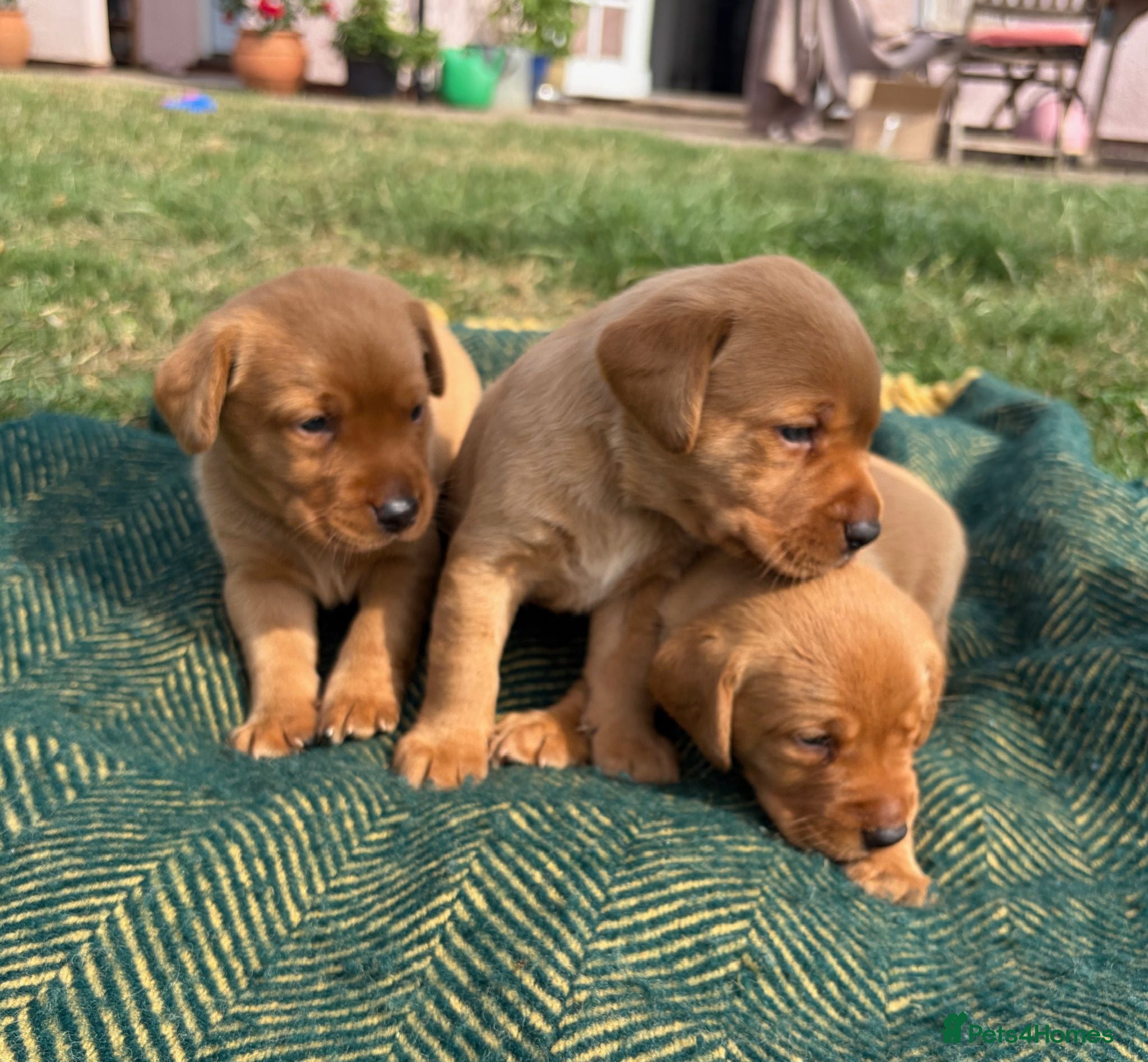 Labrador Retriever dogs Gorgeous Fox Red Labrador Puppies - KC Reg. - Advert 1