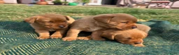 Labrador Retriever dogs for sale: Gorgeous Fox Red Labrador Puppies - KC Reg. - Advert 1